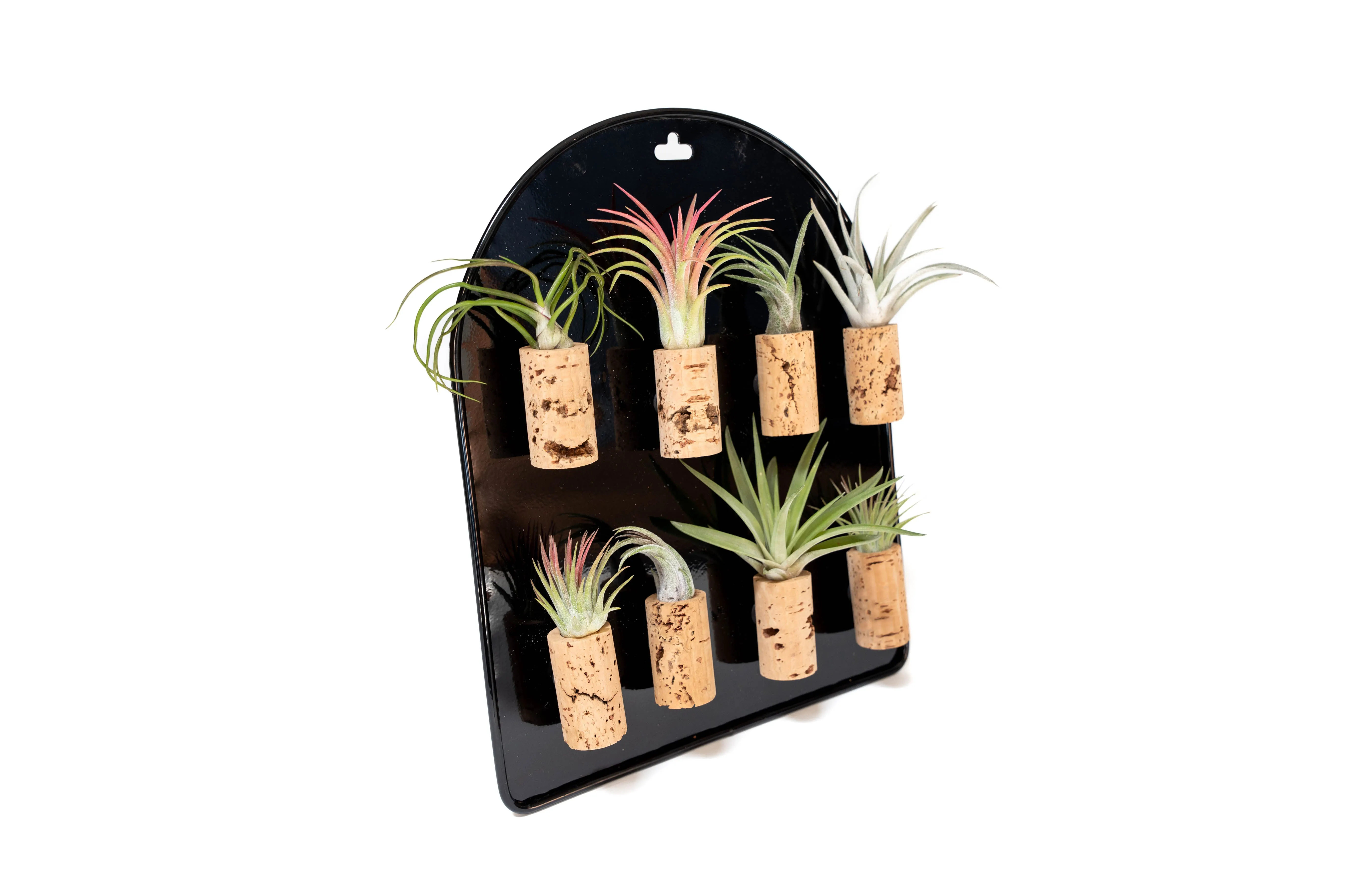 Black Magnetic Retail Display - Perfect for Tillandsia Air Plant Magnets