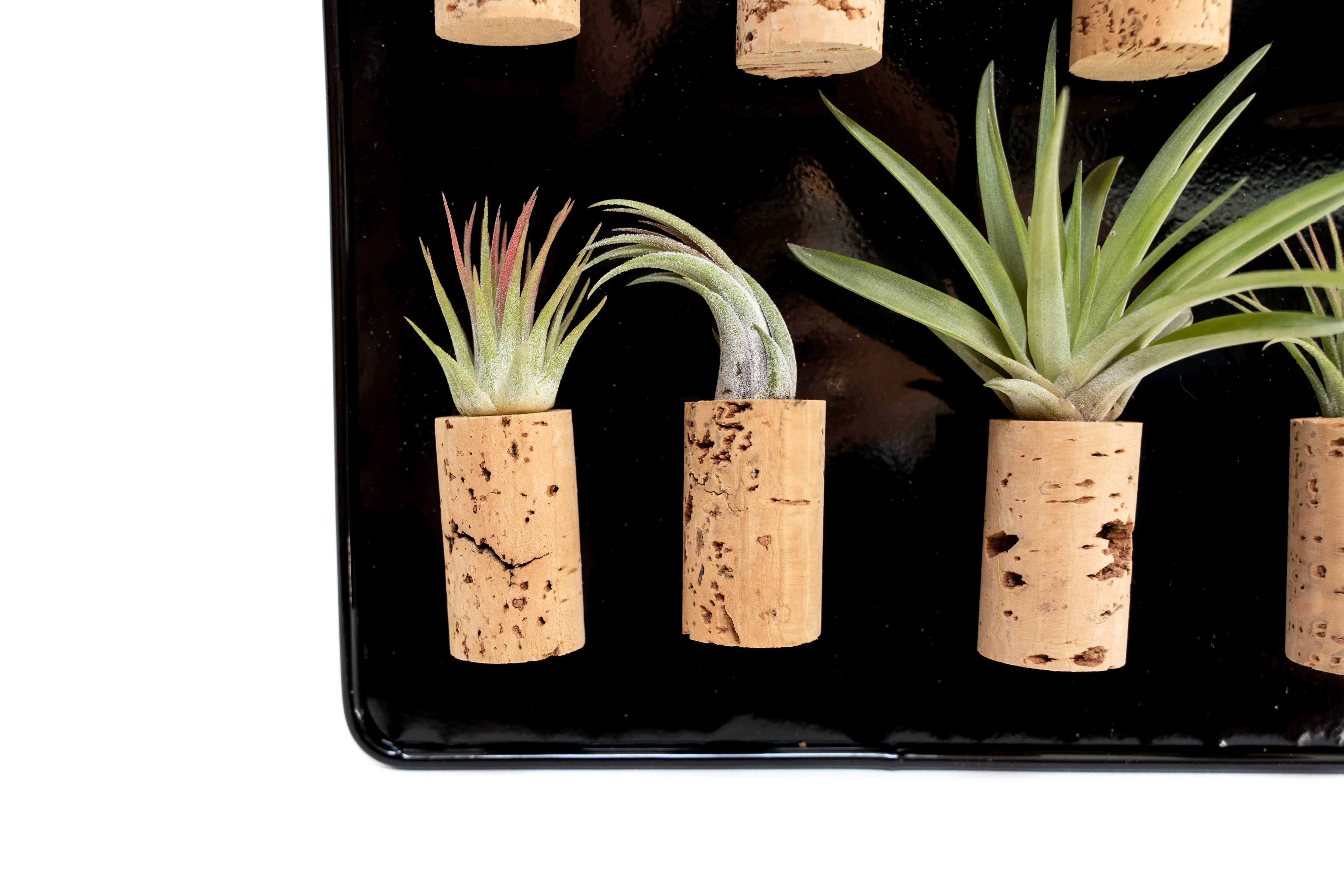 Black Magnetic Retail Display - Perfect for Tillandsia Air Plant Magnets