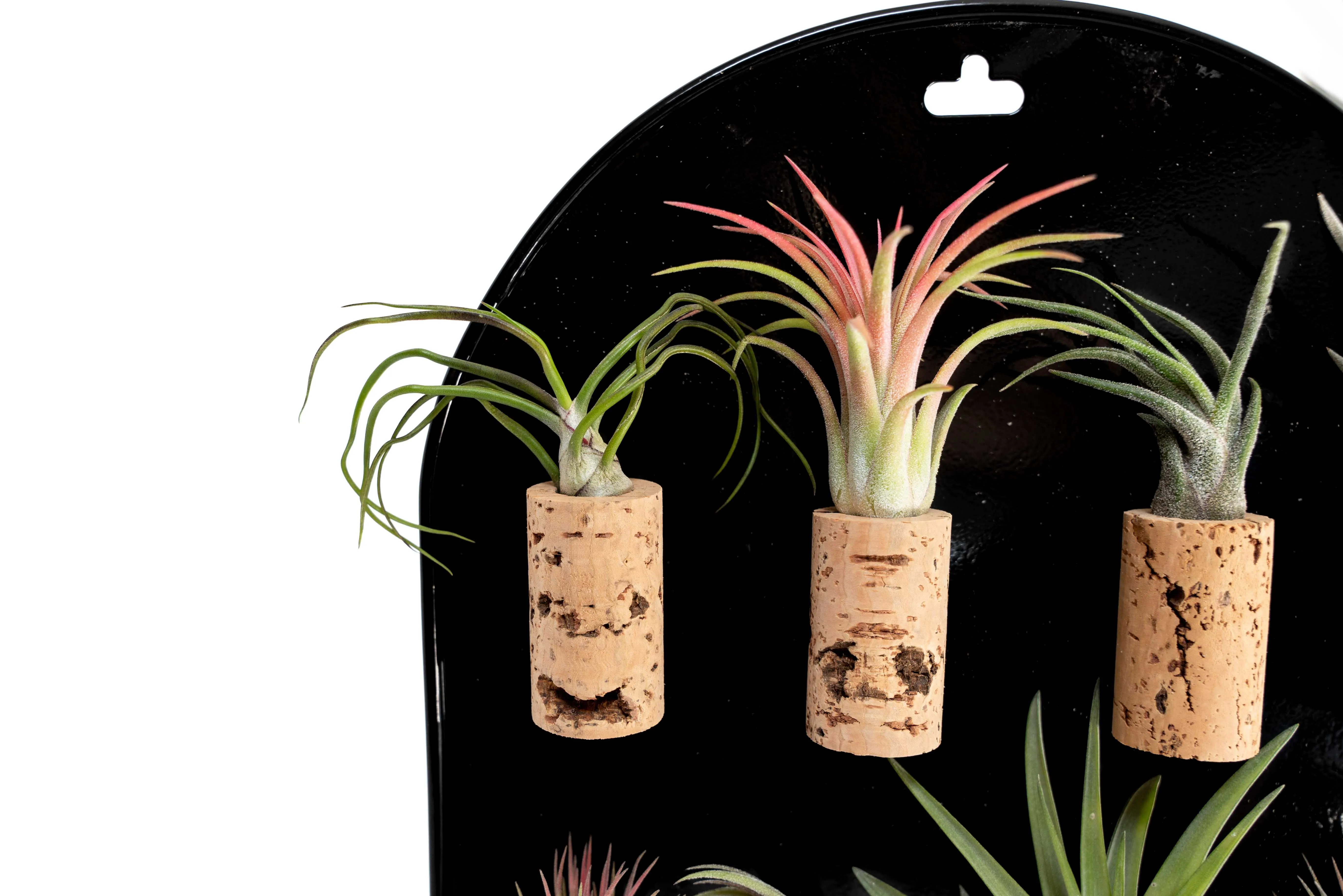 Black Magnetic Retail Display - Perfect for Tillandsia Air Plant Magnets
