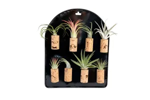 Black Magnetic Retail Display - Perfect for Tillandsia Air Plant Magnets