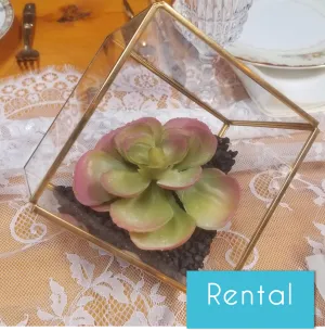 Terrariums